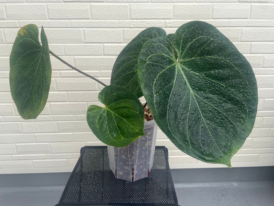 アンスリウム King of Spades（KOS）