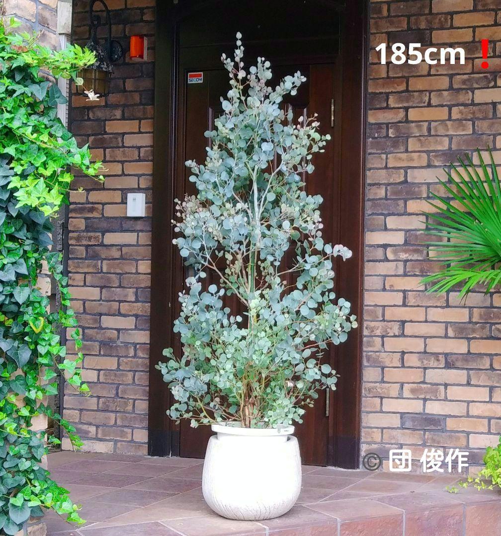 ユーカリ ポポラス苗 大型 185㎝❗10号 特選最優良株 ❗シルバーブルー