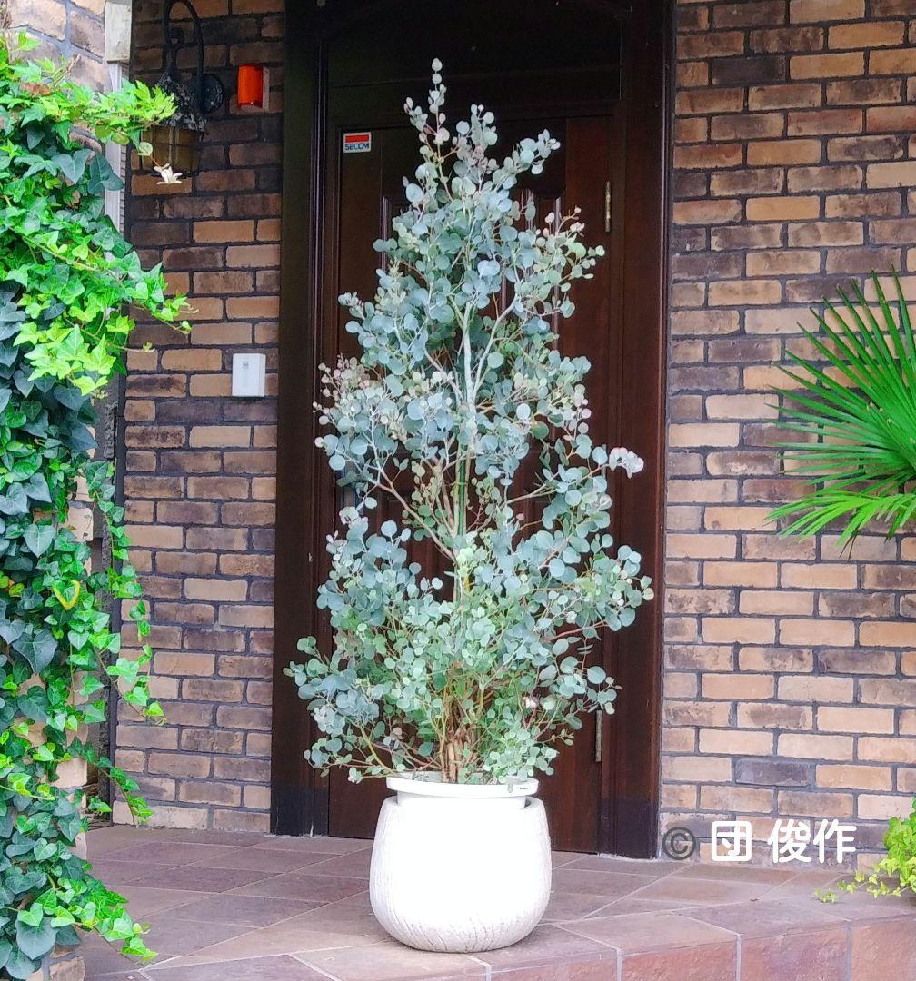 ユーカリ ポポラス苗 大型 185㎝❗10号 特選最優良株 ❗シルバーブルー