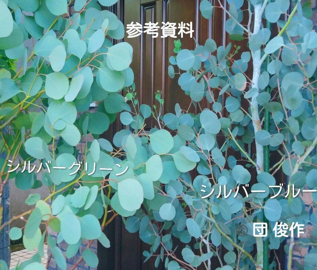 ユーカリ ポポラス苗 大型 185㎝❗10号 特選最優良株 ❗シルバーブルー