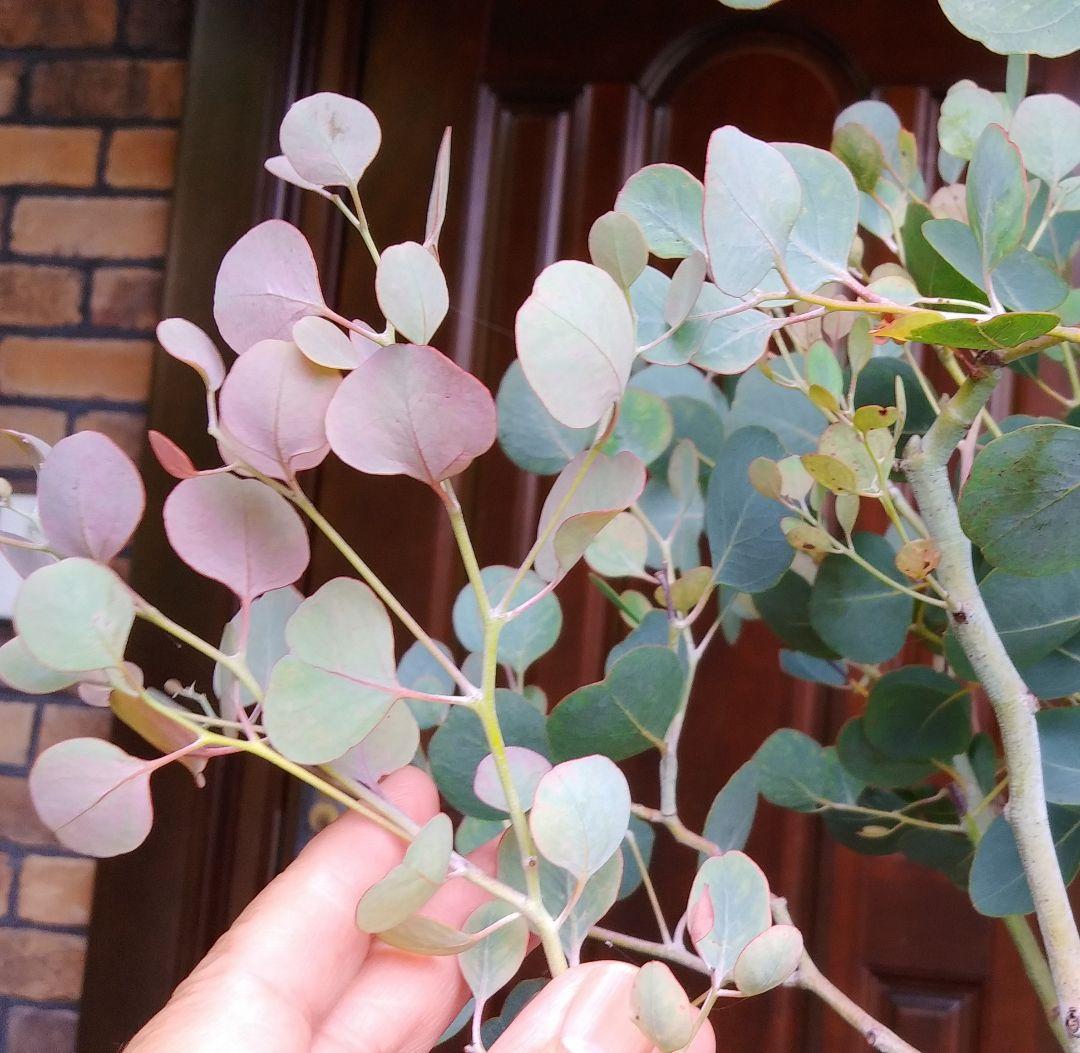 ユーカリ ポポラス苗 大型 185㎝❗10号 特選最優良株 ❗シルバーブルー