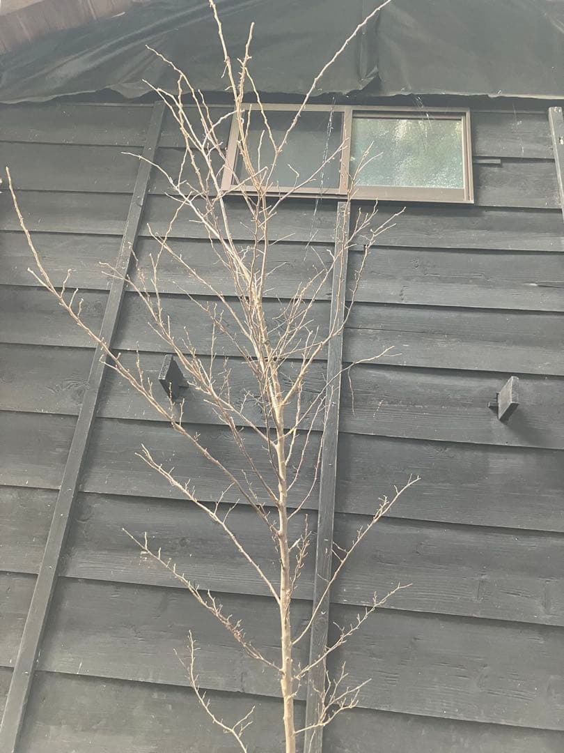 50 山採り　エゴノキ