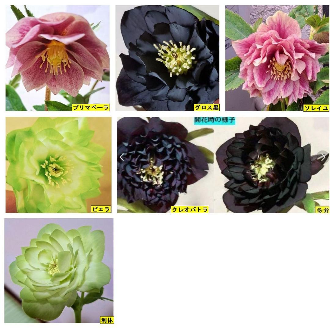 限定1点クリスマスローズ利休等を含む交配発芽苗60番