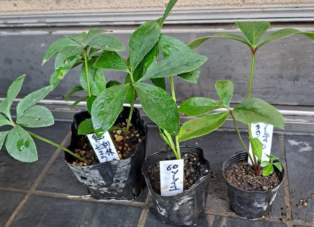 限定1点クリスマスローズ利休等を含む交配発芽苗60番