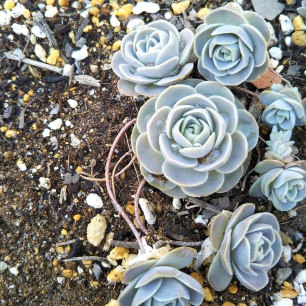 多肉植物セダム★子持ち蓮華★