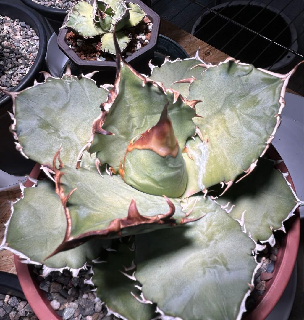 oaxaca oteroi実生 2023ブルー葉 極厚バンド(オアハカ オテロイ