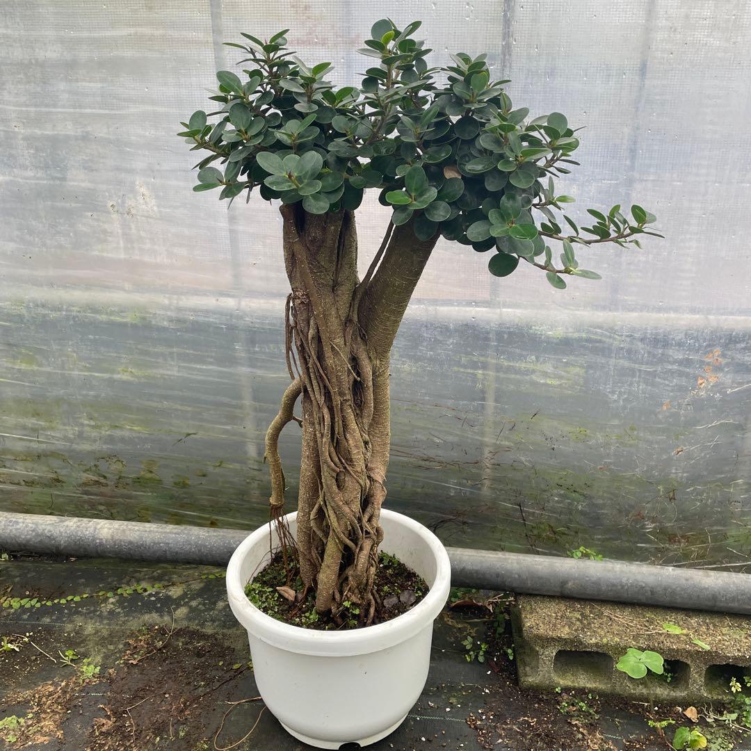 パンダガジュマル　コパンダ　接木　10号リン鉢