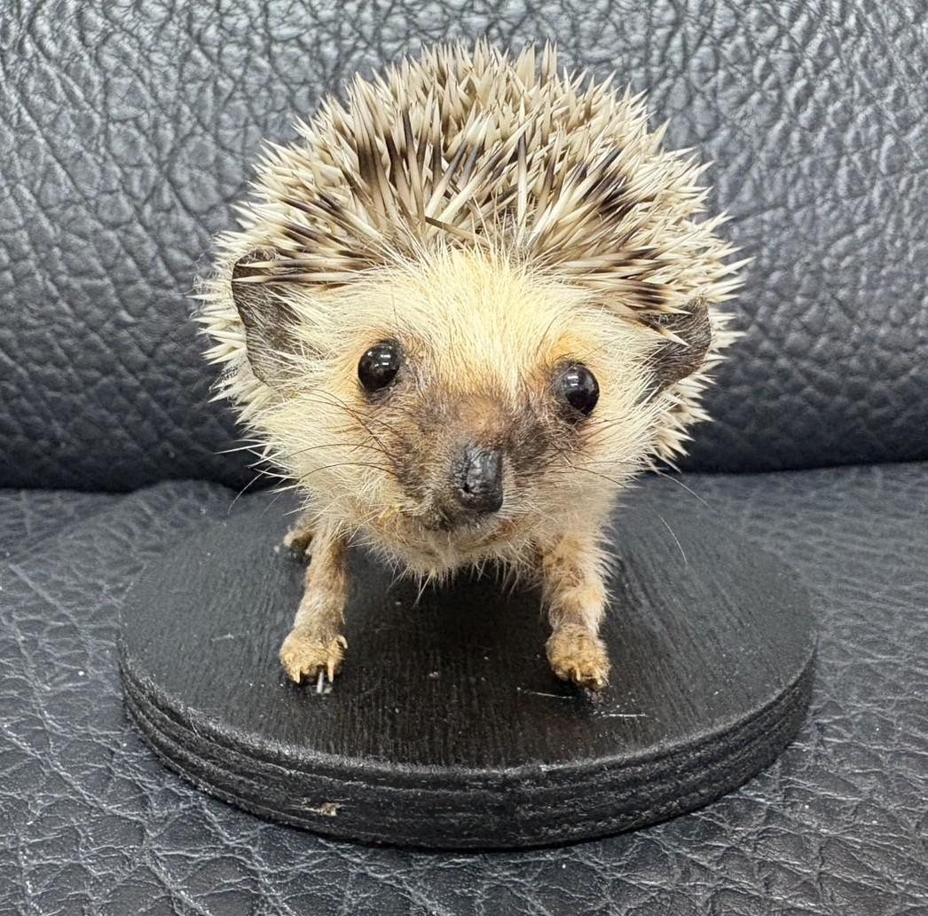 ヨツユビハリネズミ (Four-toed hedgehog) 剥製