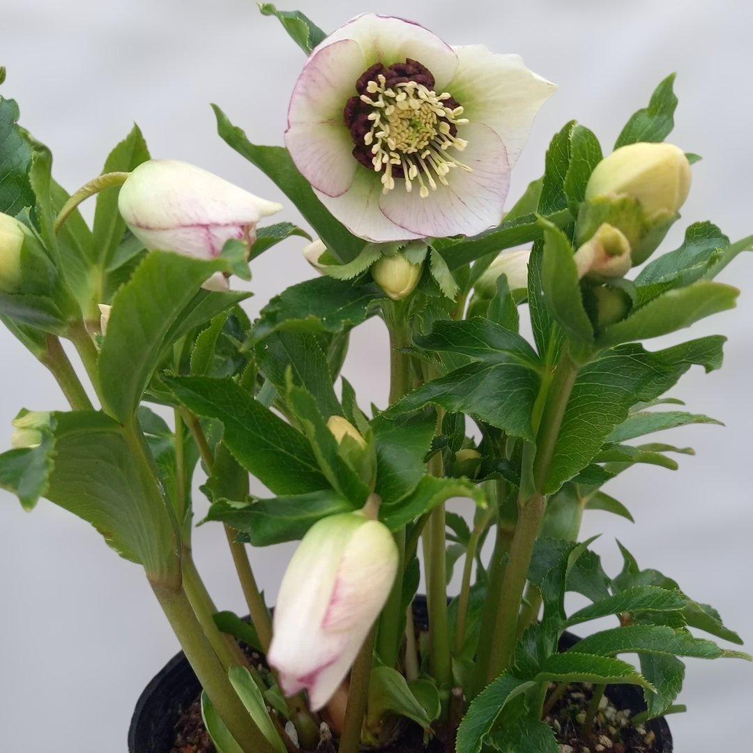 溢れるつぼみ！癒し系♪セミダブルクリスマスローズ、大苗、開花株