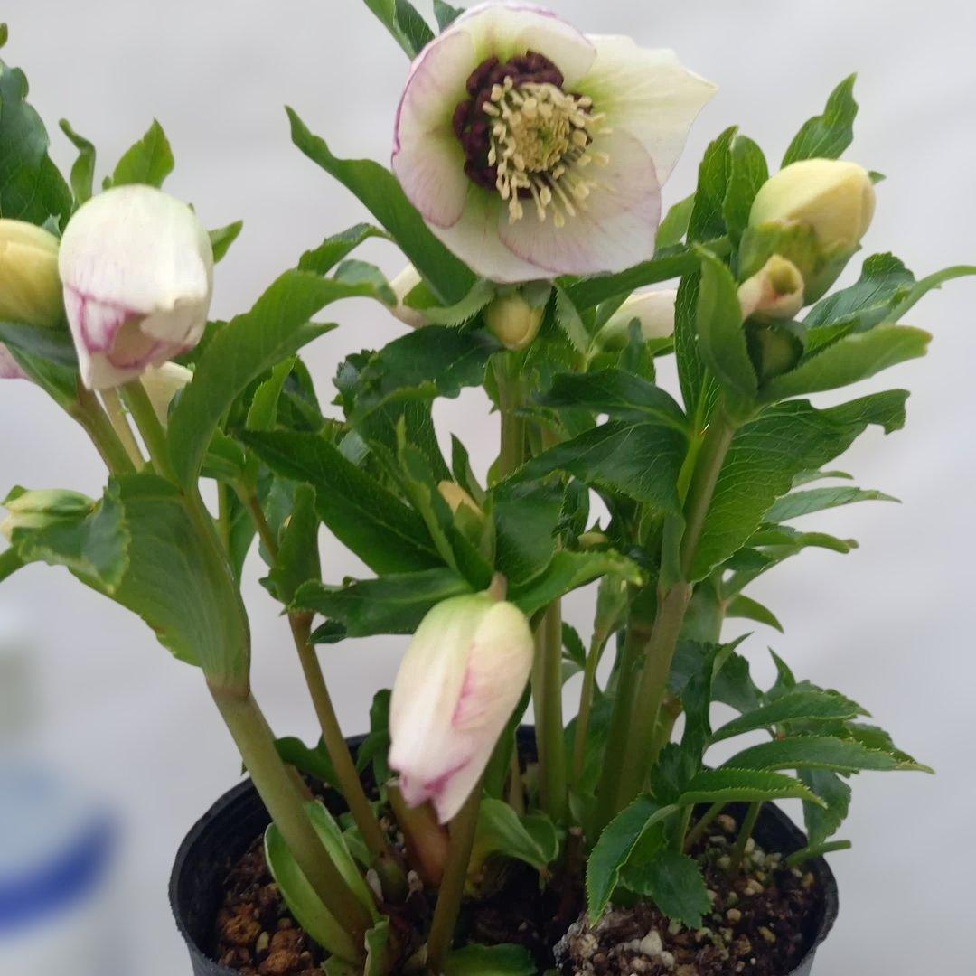 溢れるつぼみ！癒し系♪セミダブルクリスマスローズ、大苗、開花株