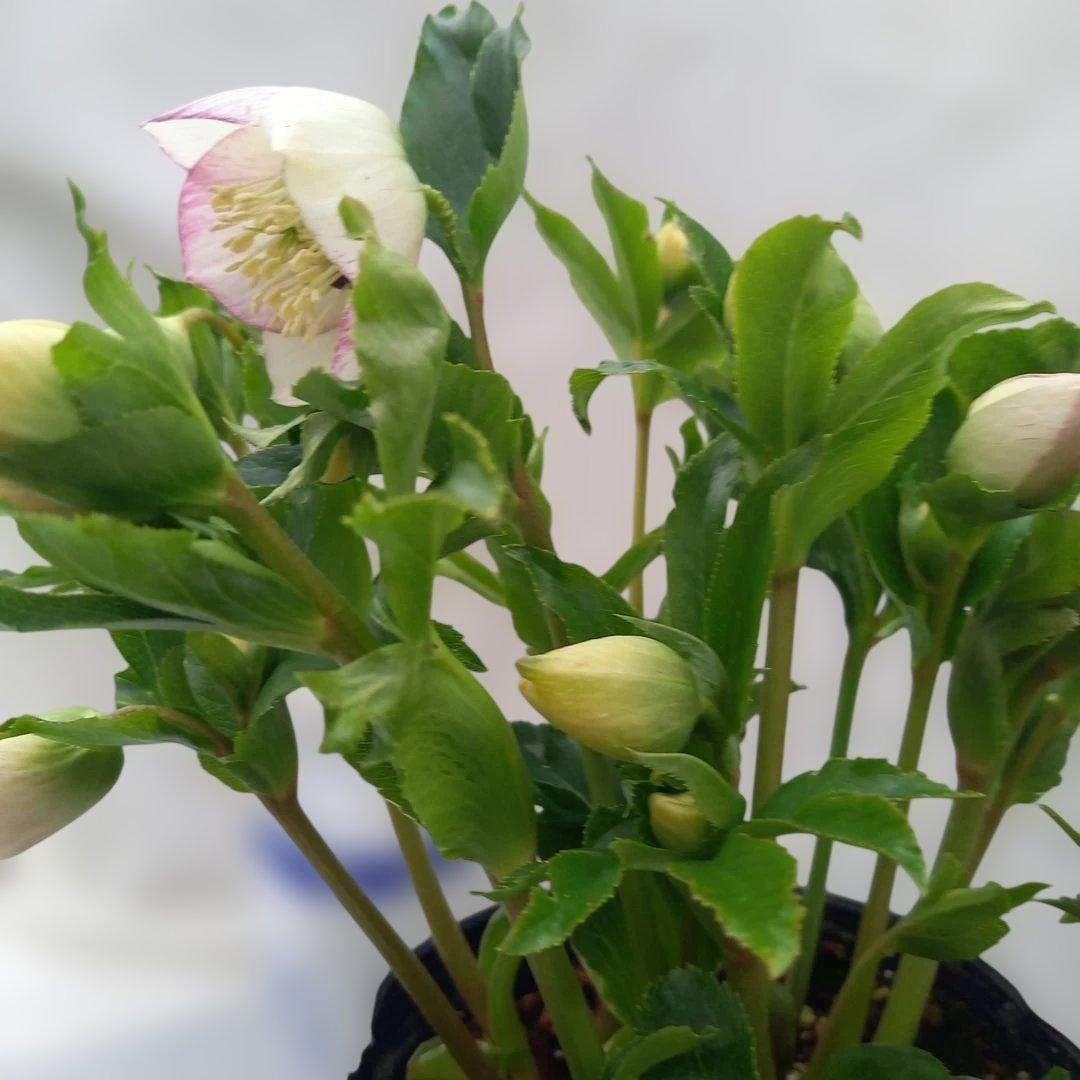 溢れるつぼみ！癒し系♪セミダブルクリスマスローズ、大苗、開花株