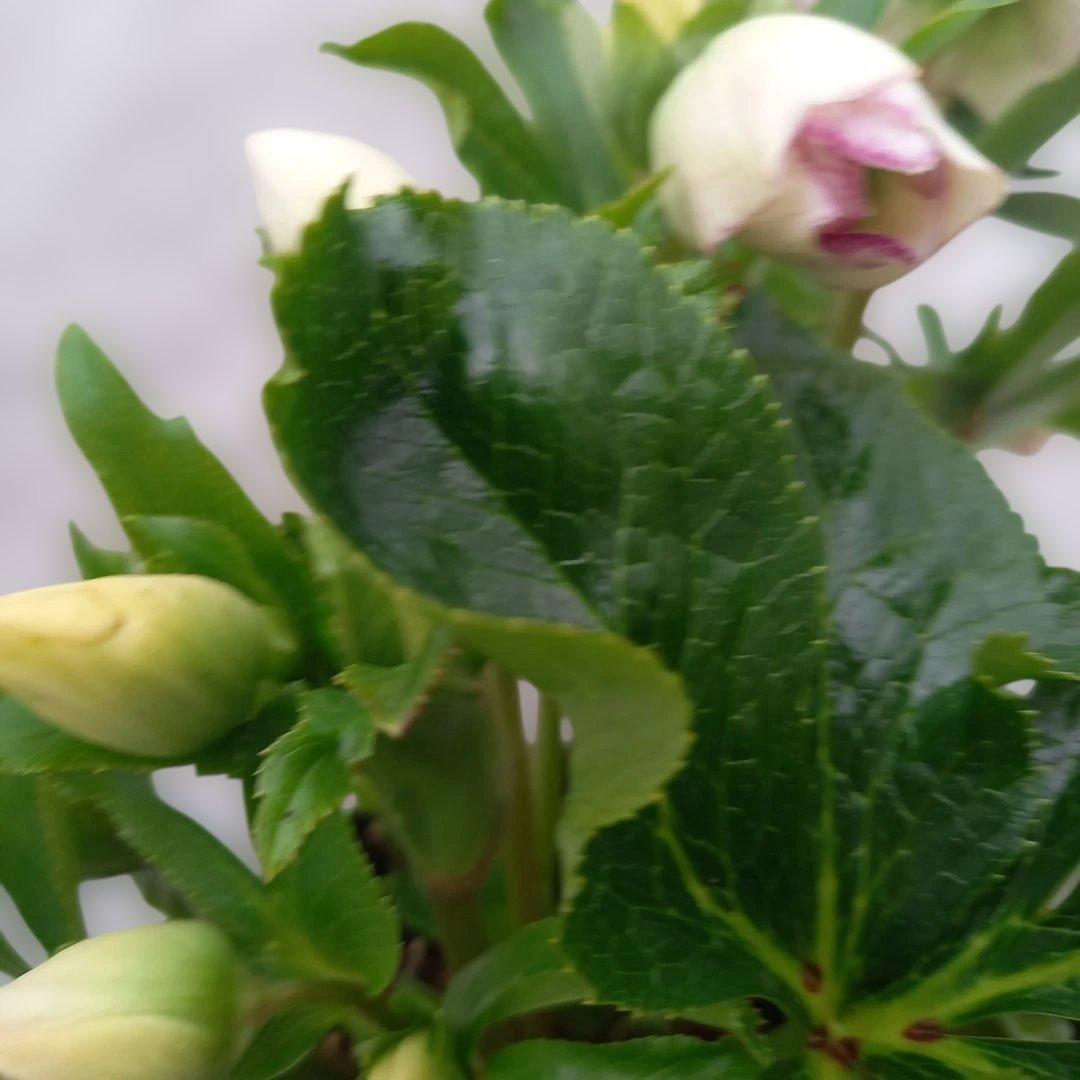 溢れるつぼみ！癒し系♪セミダブルクリスマスローズ、大苗、開花株