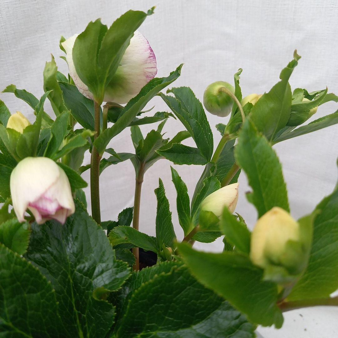 溢れるつぼみ！癒し系♪セミダブルクリスマスローズ、大苗、開花株