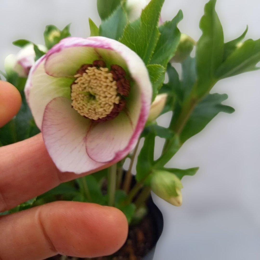 溢れるつぼみ！癒し系♪セミダブルクリスマスローズ、大苗、開花株