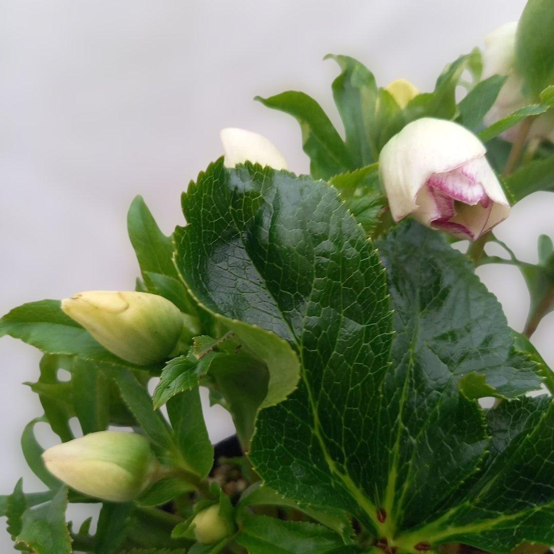 溢れるつぼみ！癒し系♪セミダブルクリスマスローズ、大苗、開花株