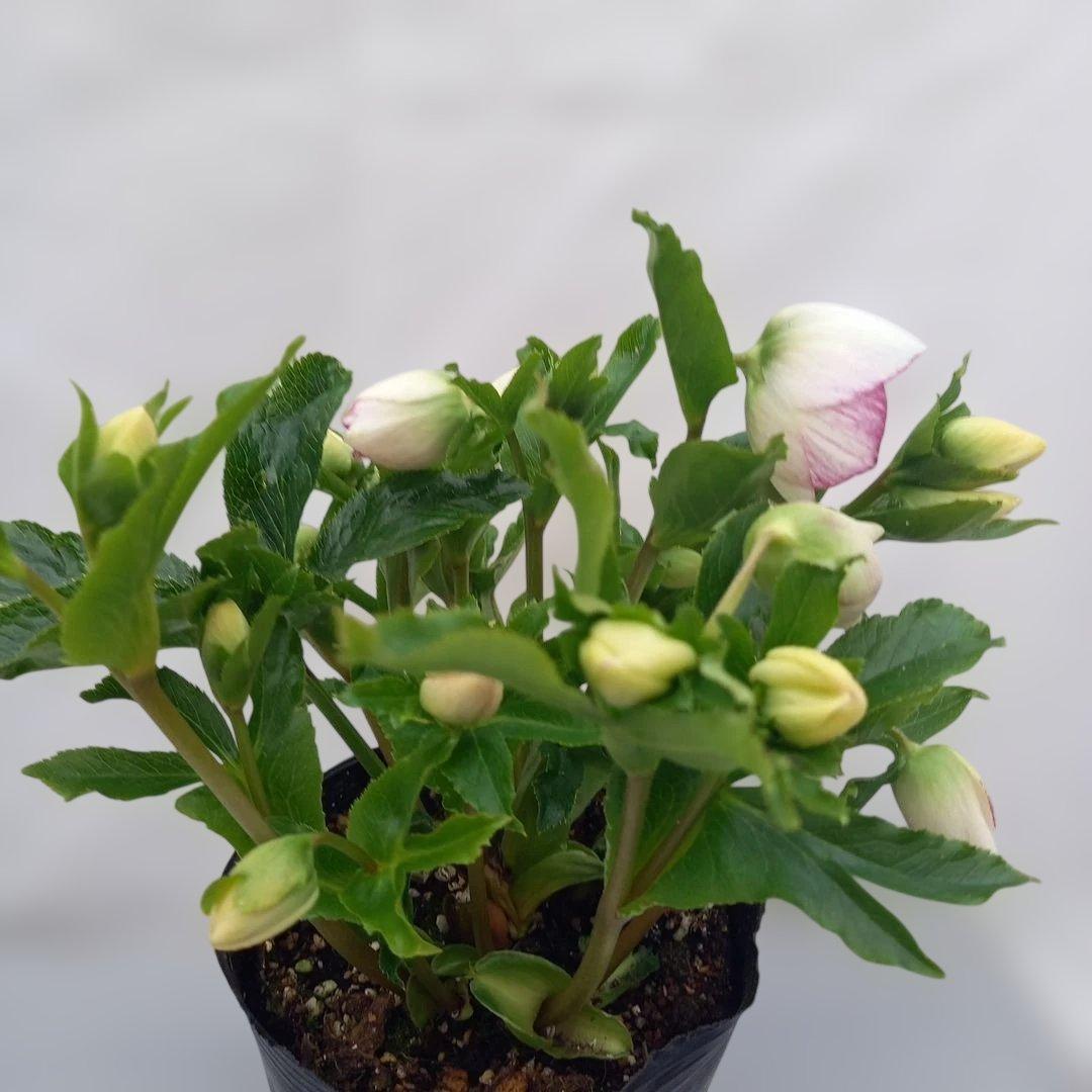 溢れるつぼみ！癒し系♪セミダブルクリスマスローズ、大苗、開花株