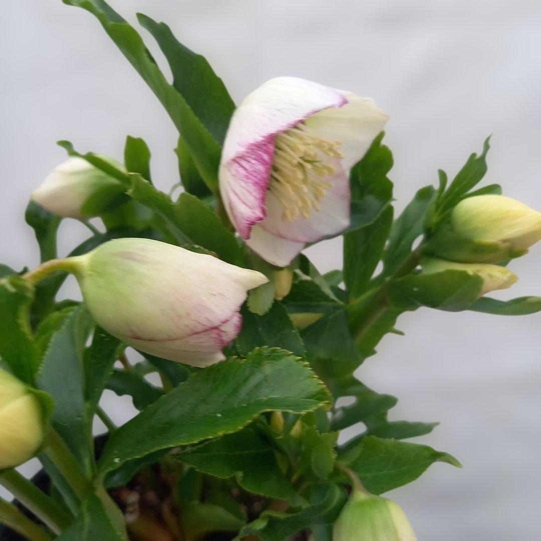 溢れるつぼみ！癒し系♪セミダブルクリスマスローズ、大苗、開花株