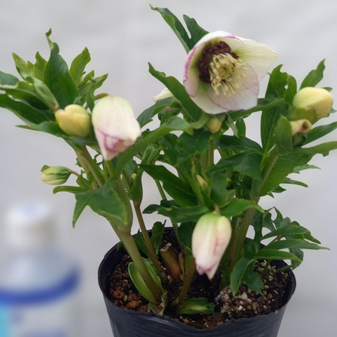 溢れるつぼみ！癒し系♪セミダブルクリスマスローズ、大苗、開花株