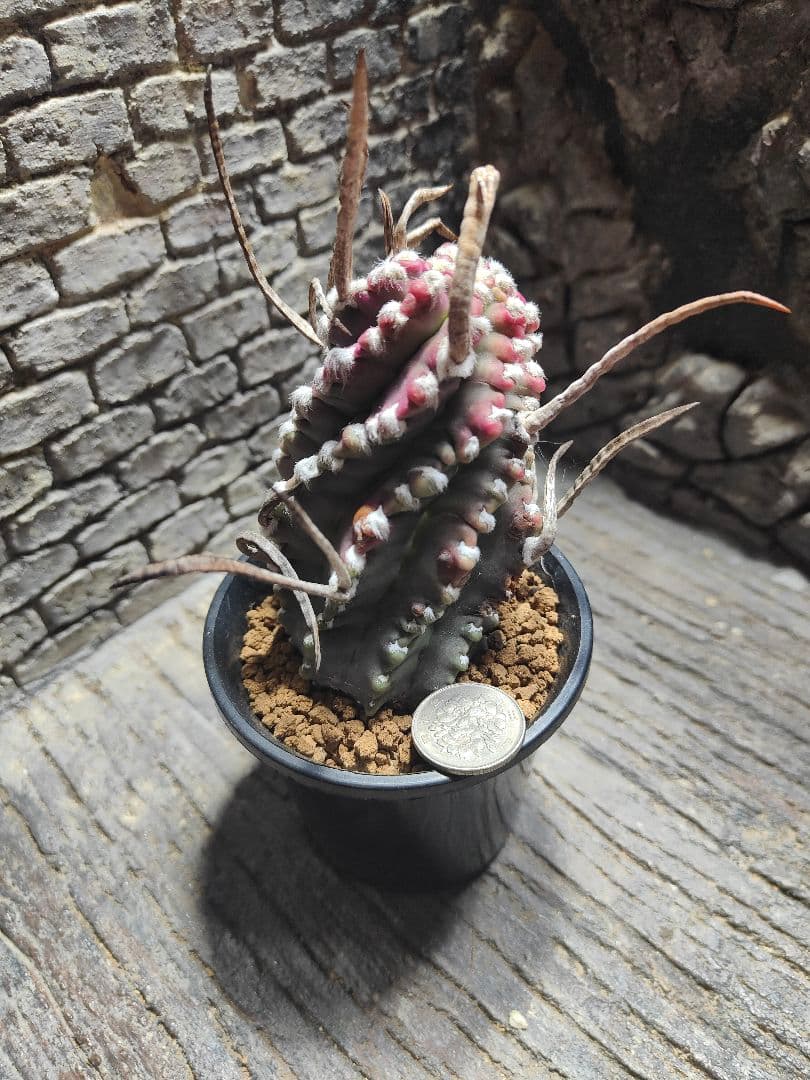 サボテン　奇厳大鳳玉　激レア