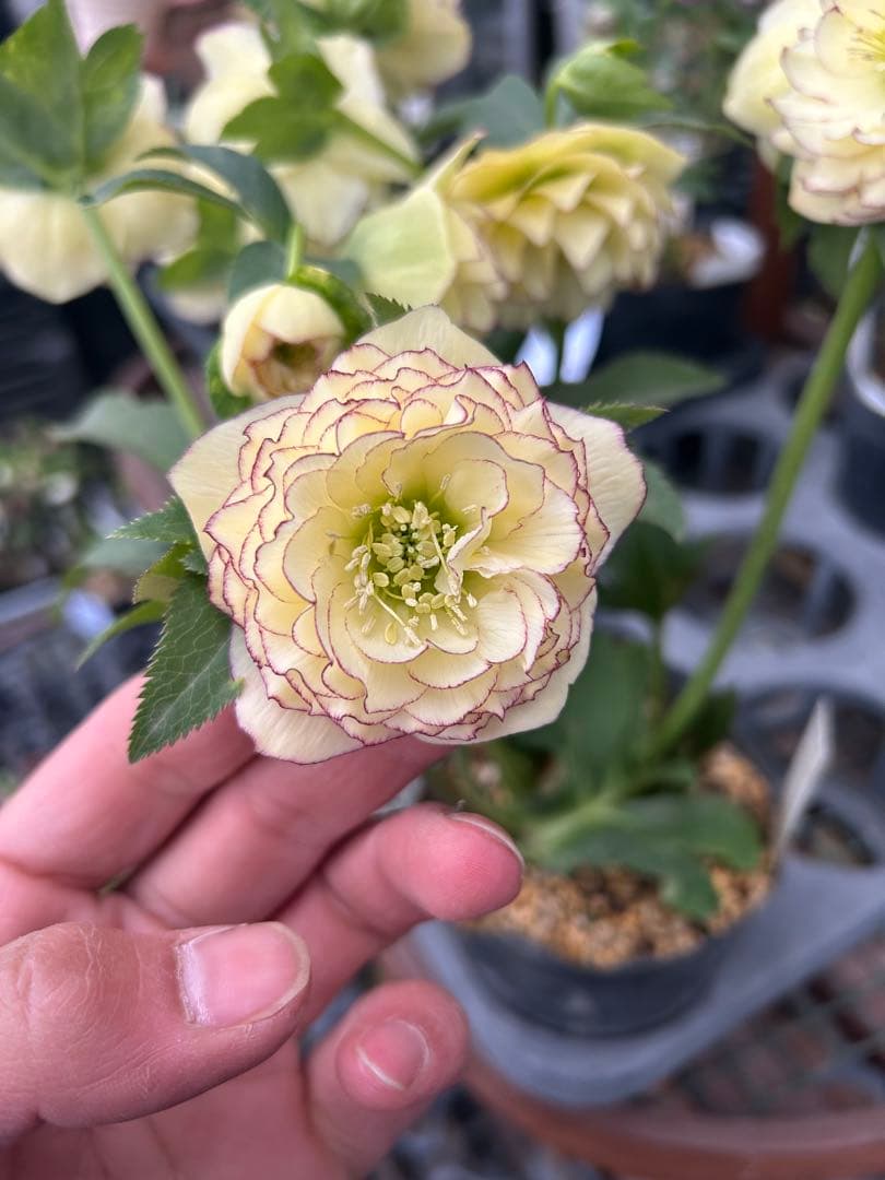 加藤農園 アフロディーテ クリスマスローズ同梱可能