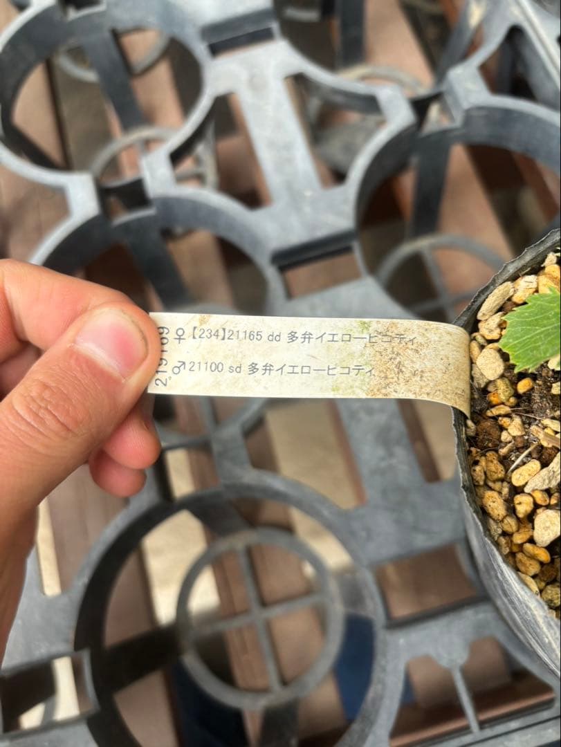 加藤農園 アフロディーテ クリスマスローズ同梱可能