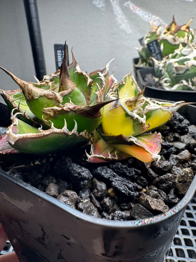 アガベ緑幽霊(斑入株、通常株の2頭株)