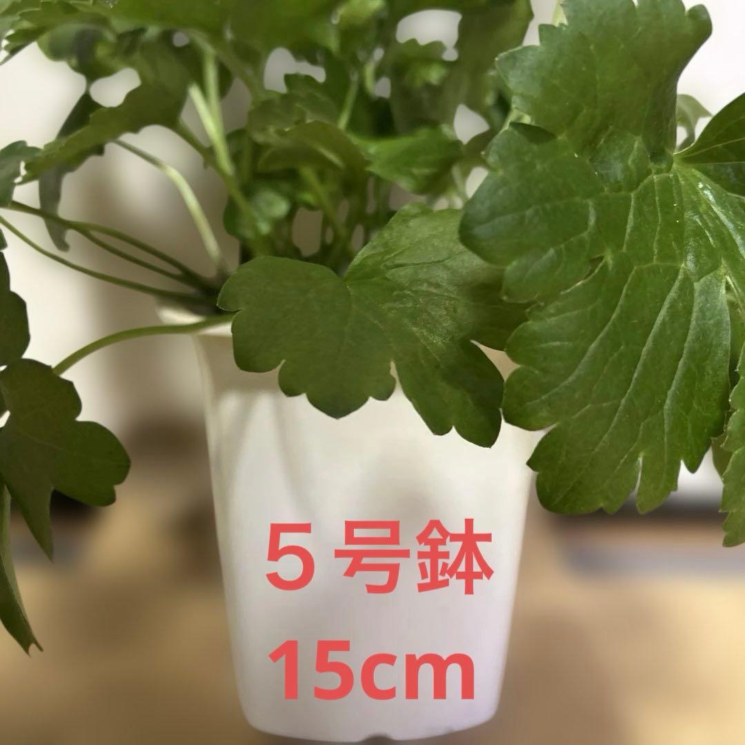 ジャスミンラナンキュラスラックス　グレーシス❤️ベスタリス