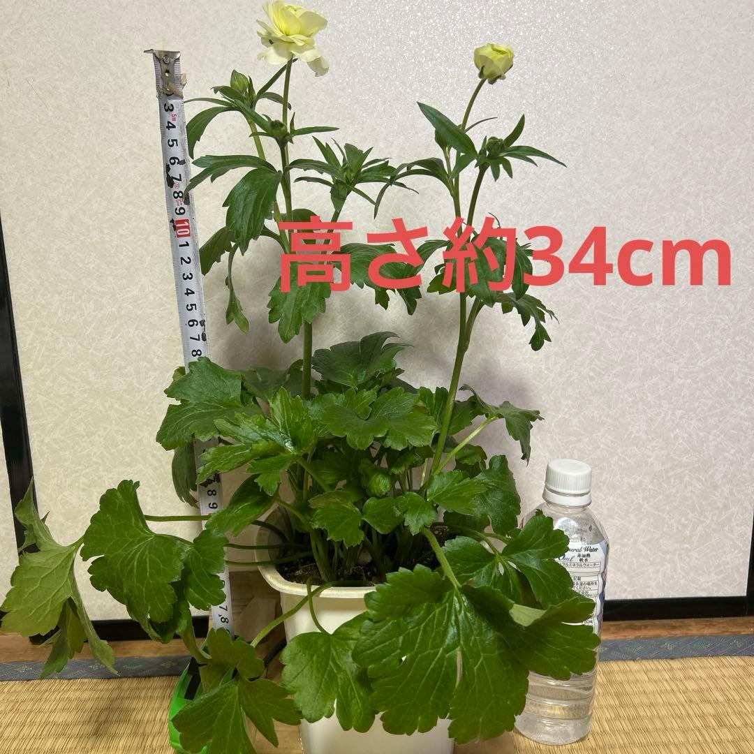 ジャスミンラナンキュラスラックス　グレーシス❤️ベスタリス