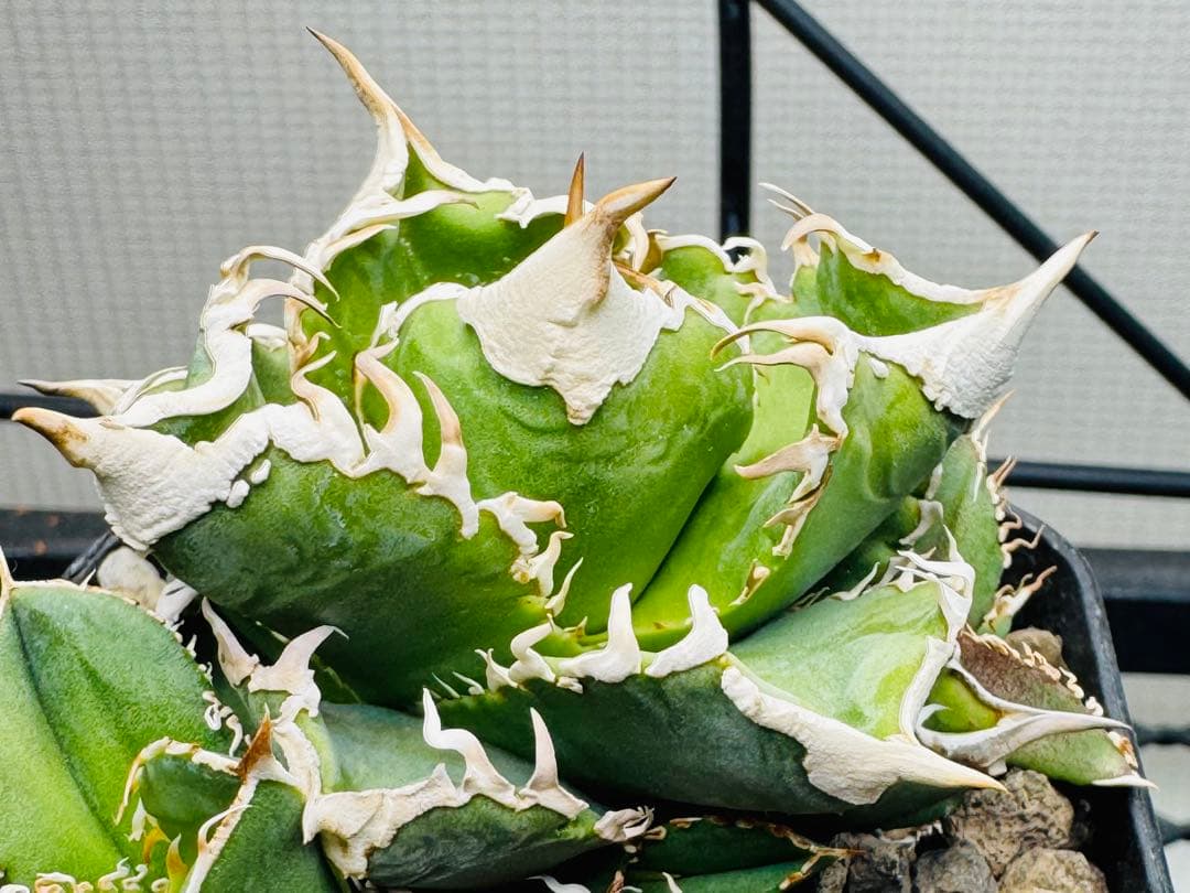 ★1/25 22時迄限定　優良株　大白鯊　アガベ 子株　発根済