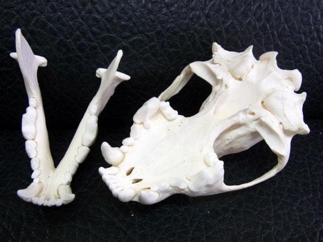 高品質 ★ ロシア産　クズリの頭骨 D