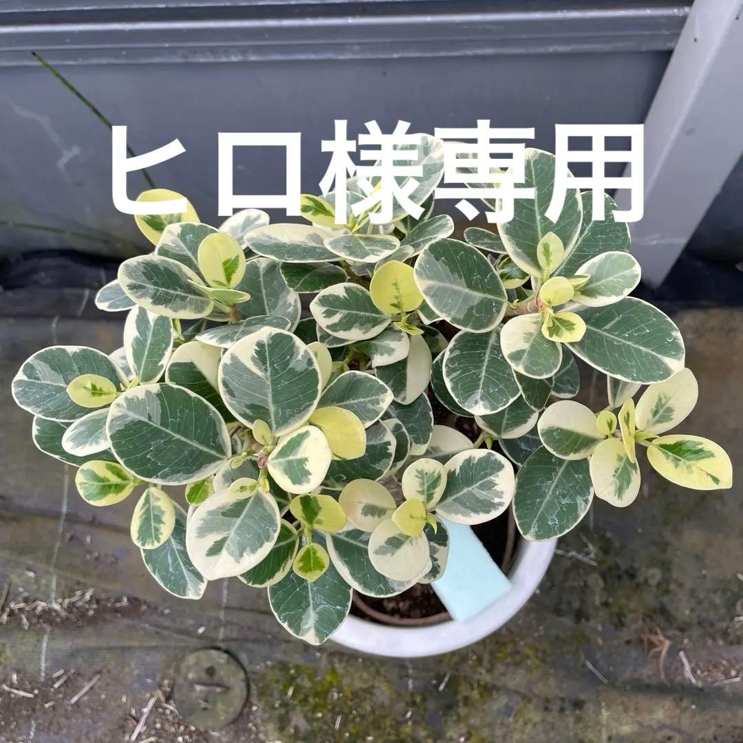 パンダガジュマル　斑入り　7号リン鉢