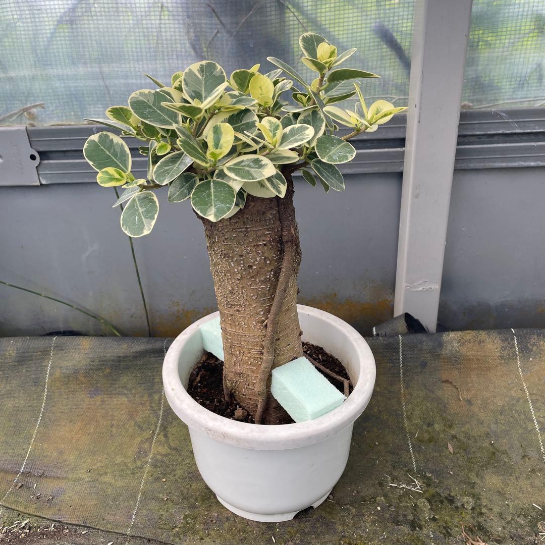 パンダガジュマル　斑入り　7号リン鉢