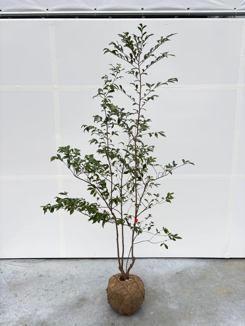 自然な樹形が美しい 山採りの ヒサカキ 700 樹高1.9m位 ヒメサカキ 姫榊