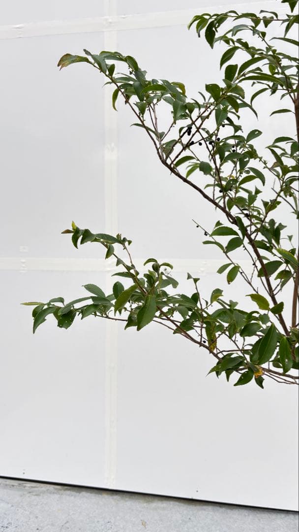 自然な樹形が美しい 山採りの ヒサカキ 700 樹高1.9m位 ヒメサカキ 姫榊