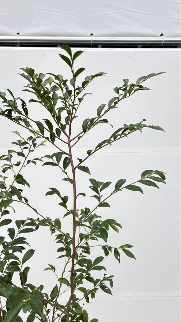 自然な樹形が美しい 山採りの ヒサカキ 700 樹高1.9m位 ヒメサカキ 姫榊