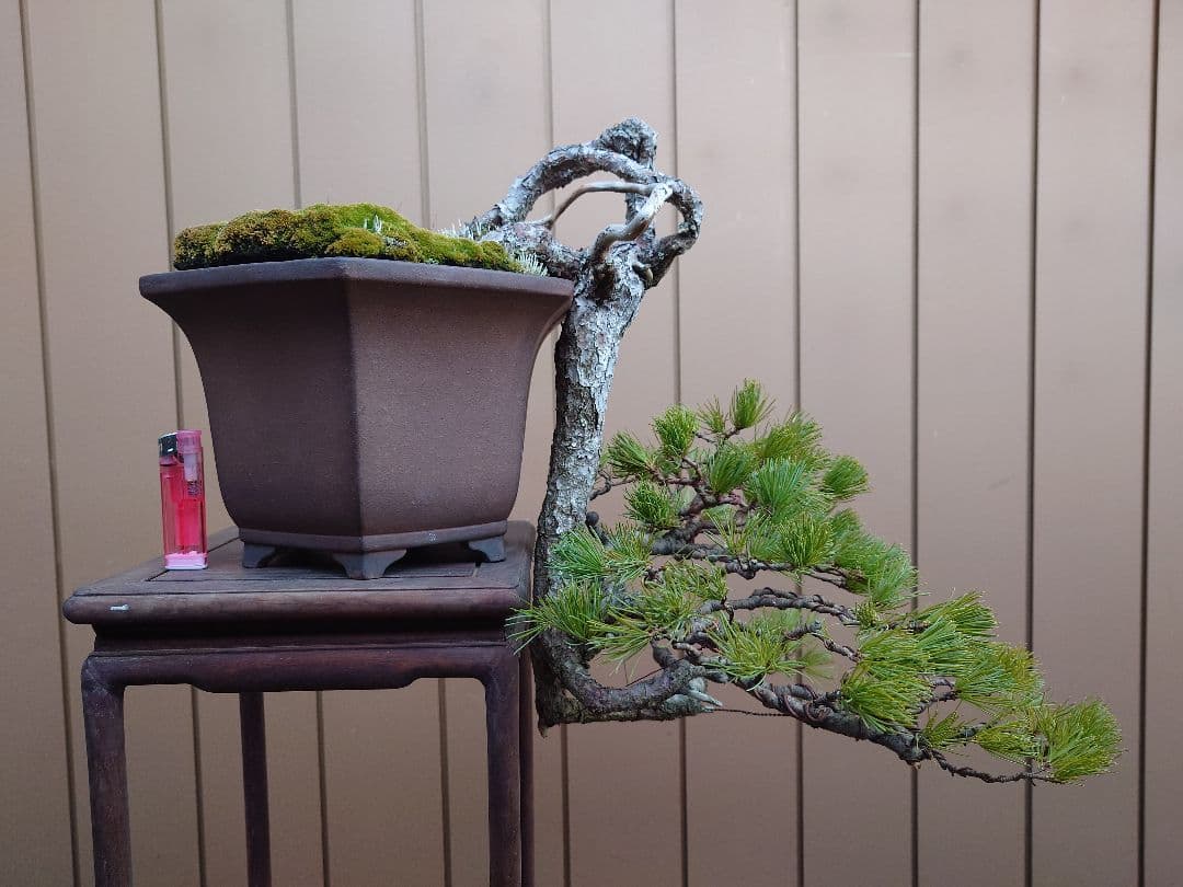 盆栽　五葉松　上下45cm