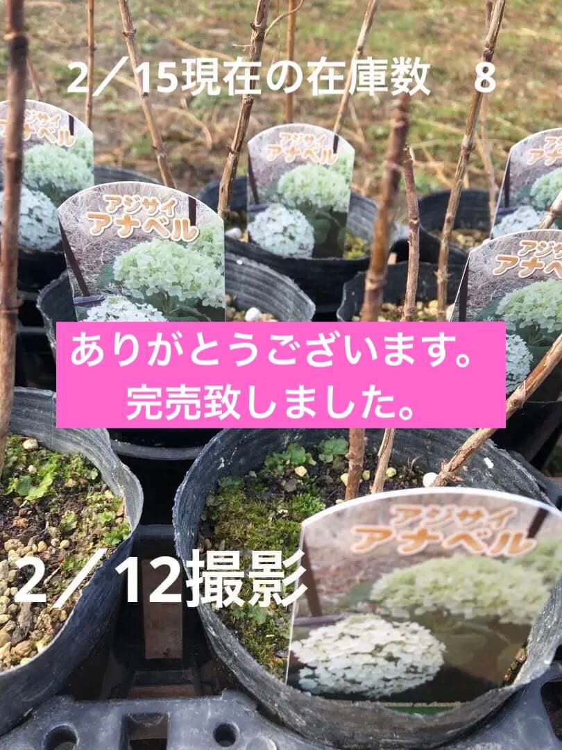 アナベル　アジサイ　ホワイト　4寸