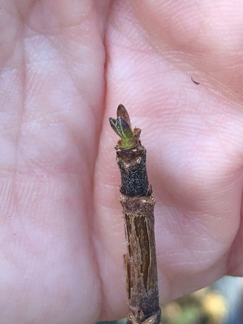 アナベル　アジサイ　ホワイト　4寸