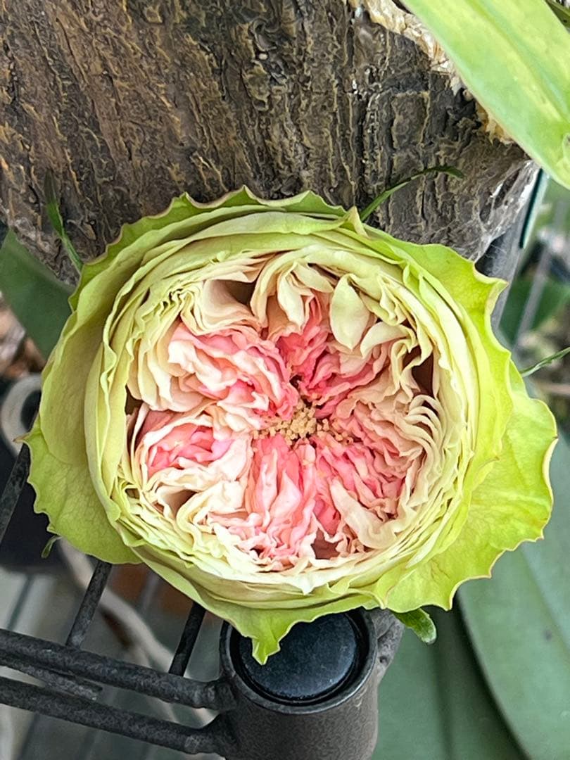 「ボンヌ」切り花品種バラ苗　レアバラ　2点