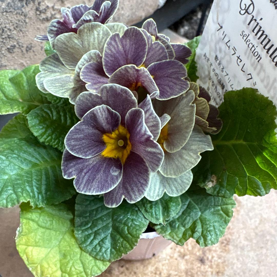 プリムラ・レトロボックス