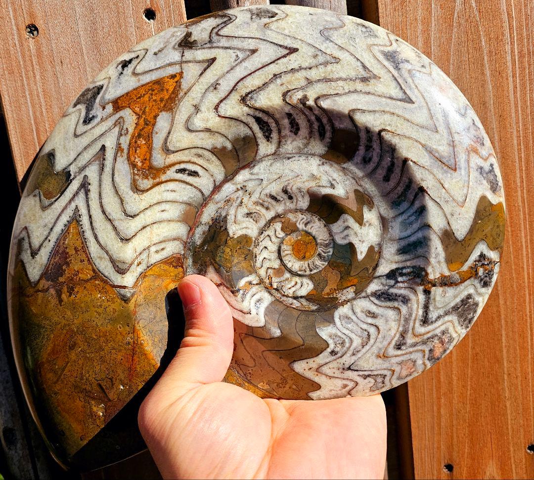 約4億年以上前‼️超希少✡️ゴニアタイト