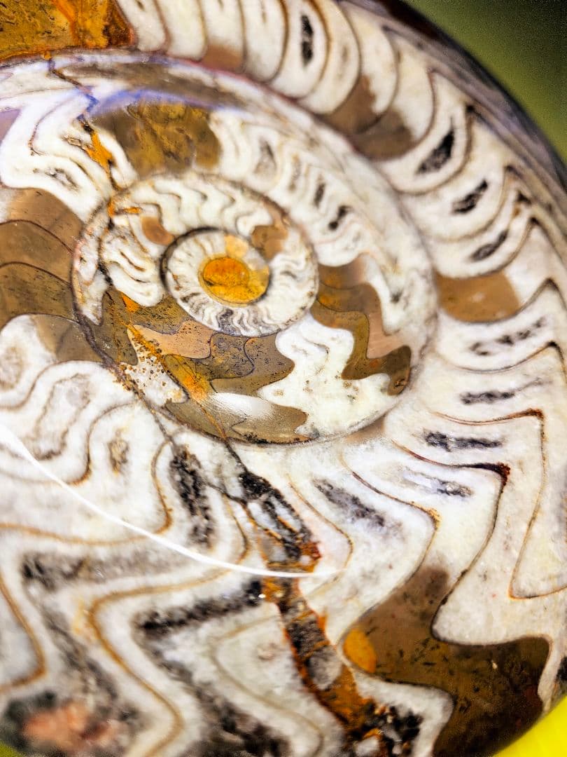 約4億年以上前‼️超希少✡️ゴニアタイト