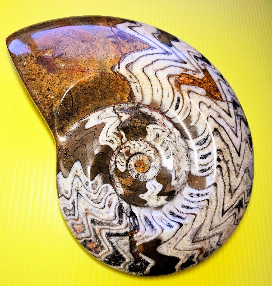 約4億年以上前‼️超希少✡️ゴニアタイト