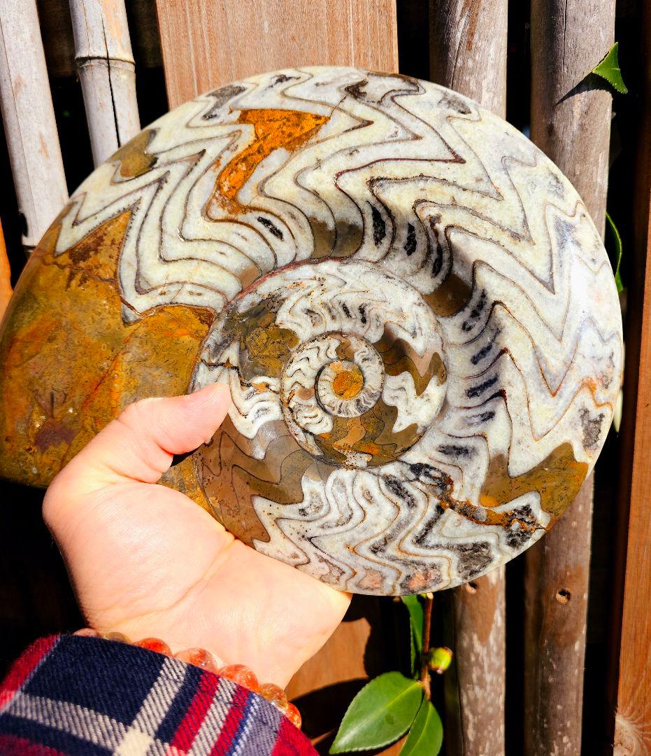 約4億年以上前‼️超希少✡️ゴニアタイト