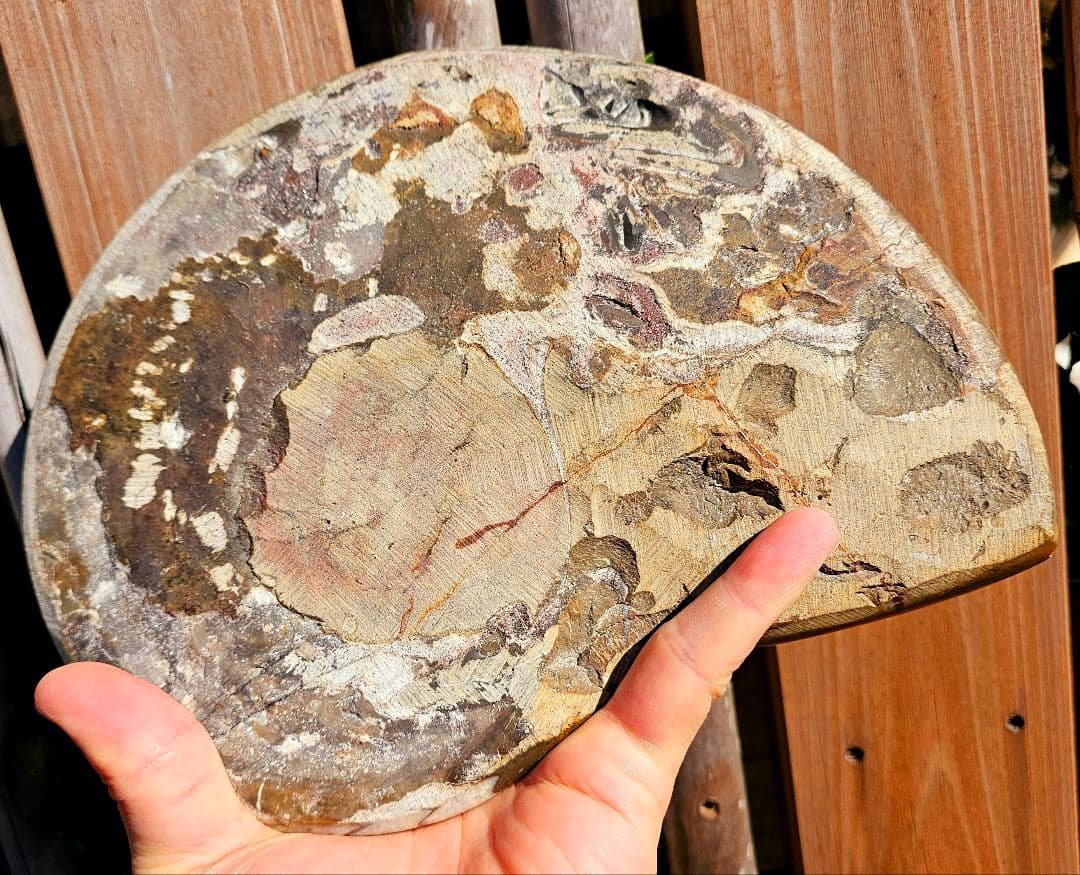 約4億年以上前‼️超希少✡️ゴニアタイト