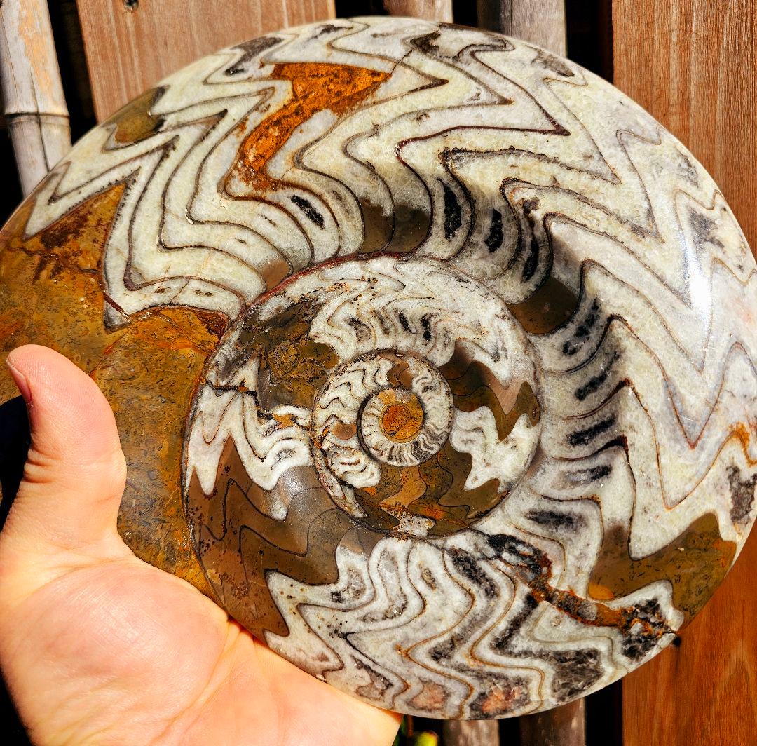 約4億年以上前‼️超希少✡️ゴニアタイト