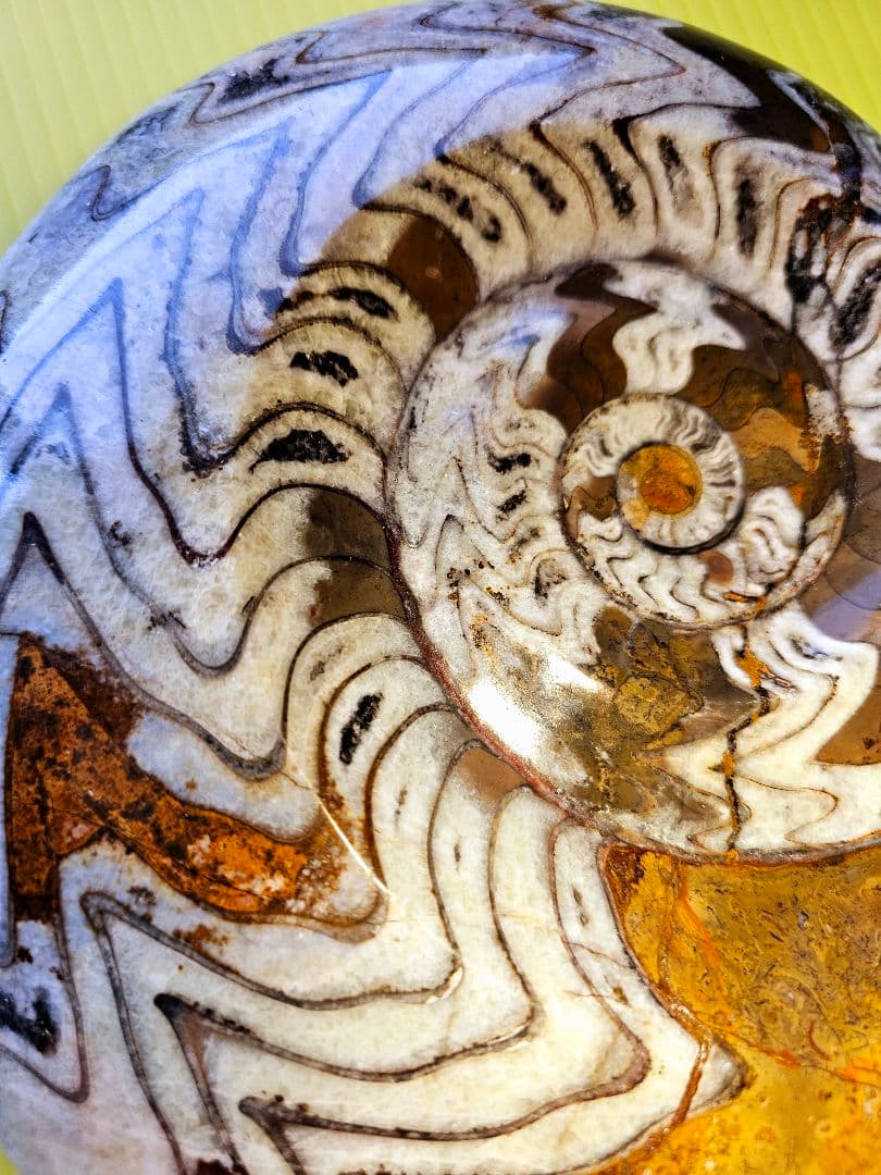 約4億年以上前‼️超希少✡️ゴニアタイト