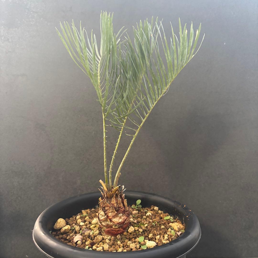 ④サイカス・カイルンシアナ Cycas cairnsiana