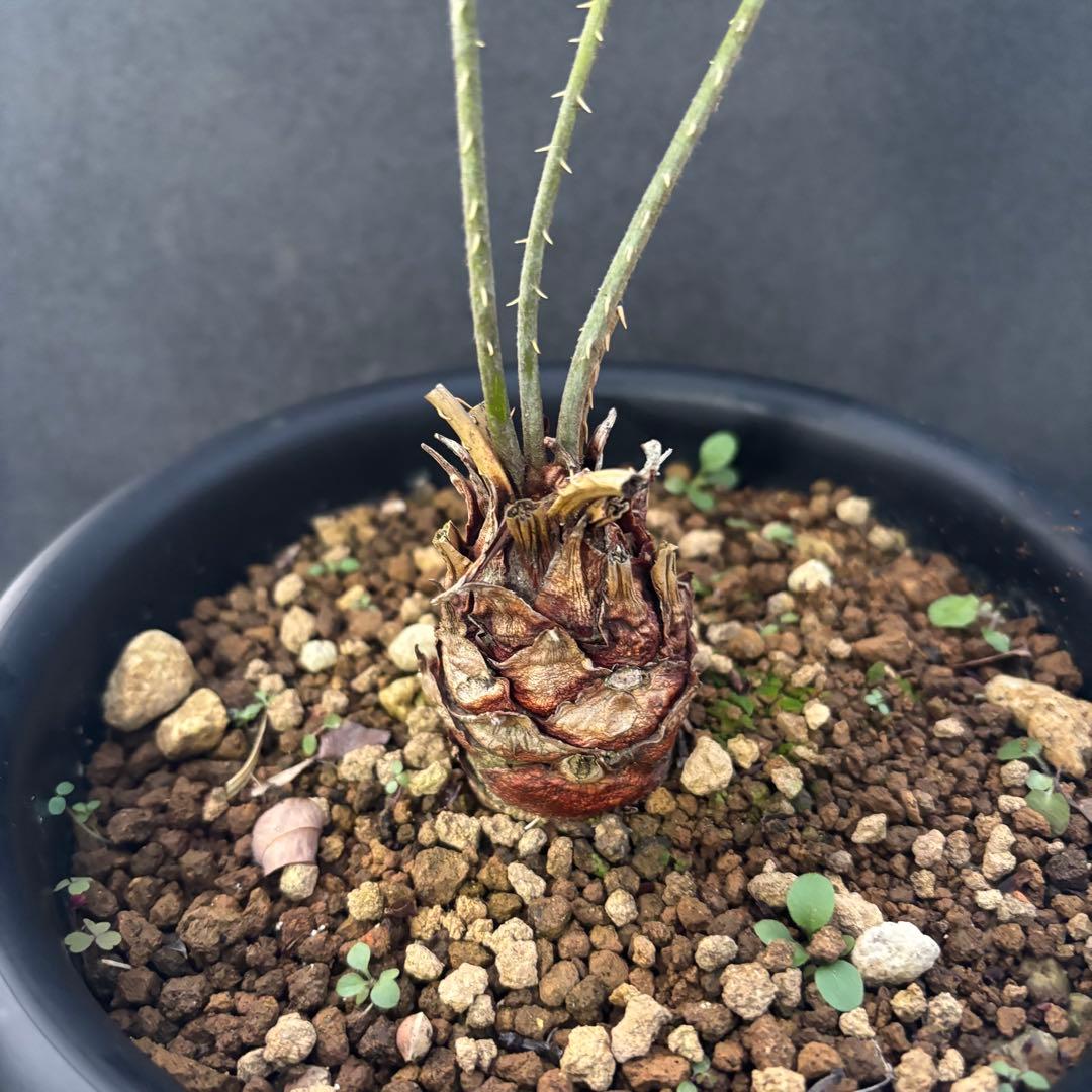 ④サイカス・カイルンシアナ Cycas cairnsiana