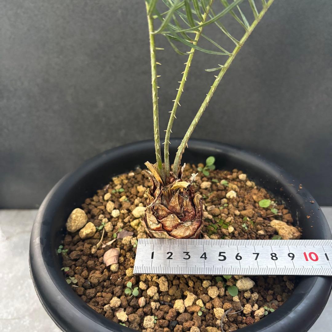 ④サイカス・カイルンシアナ Cycas cairnsiana